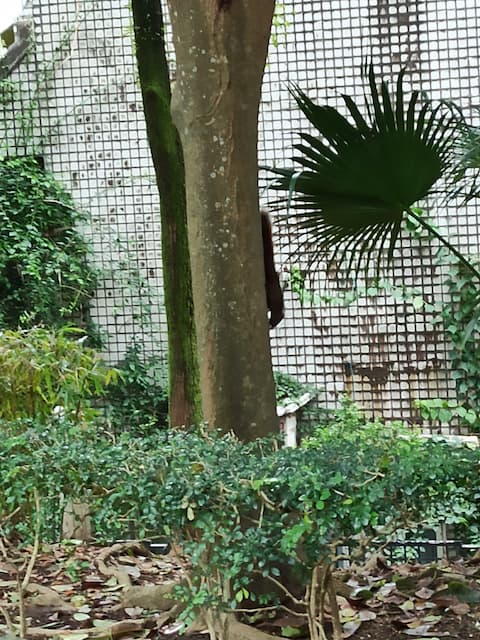松鼠