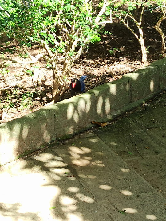 台灣藍鵲