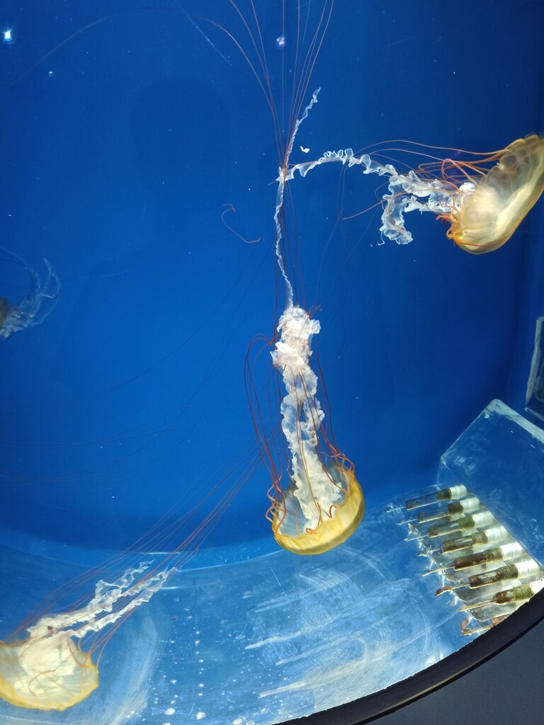 橘色海刺水母