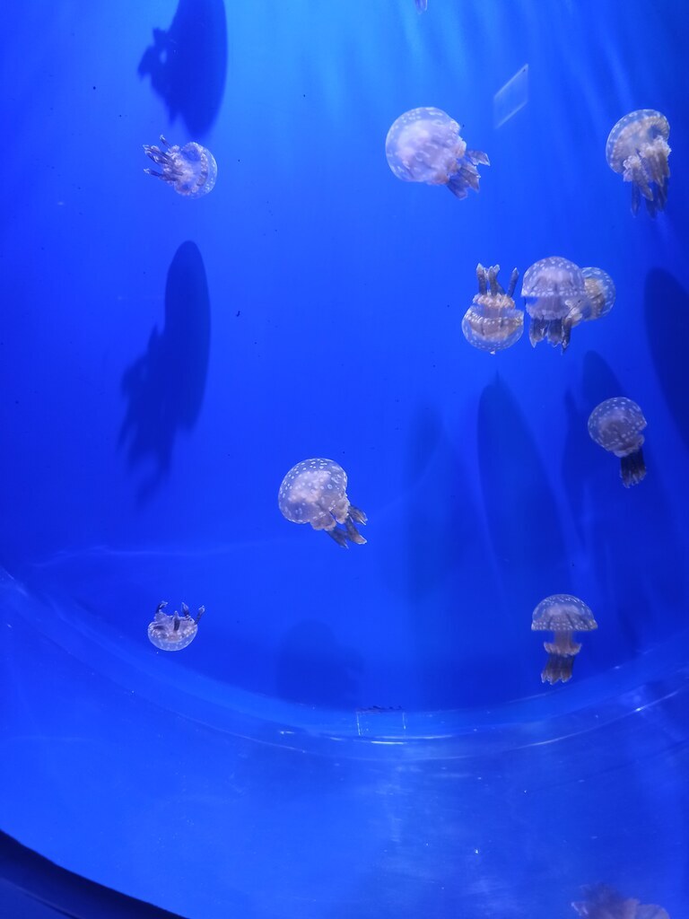 藍底斑點水母群