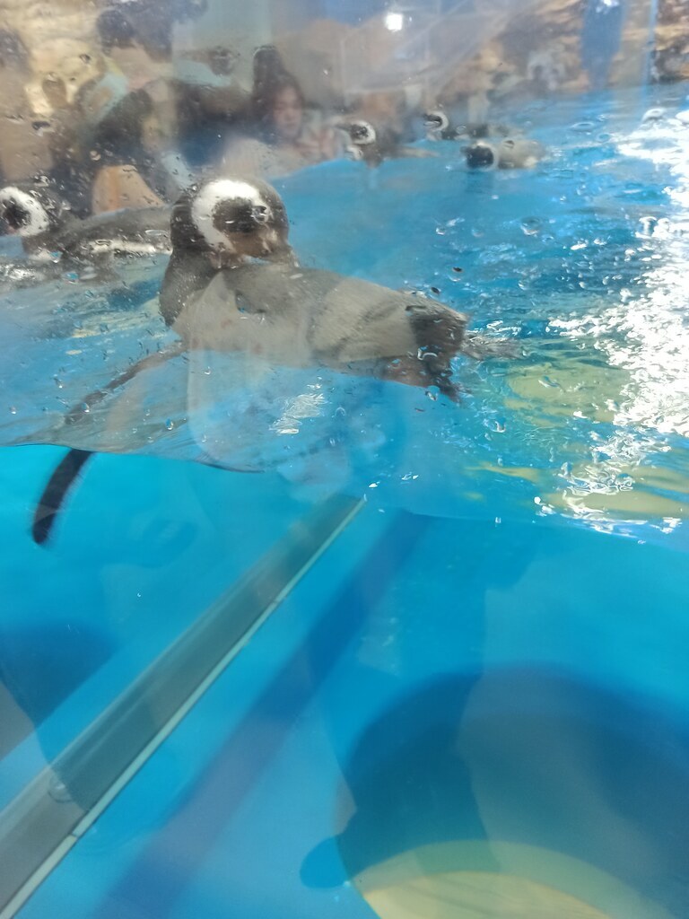 水中游泳的企鵝