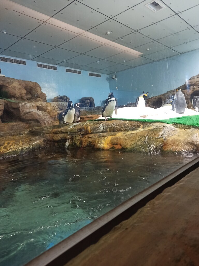 企鵝陸上棲地