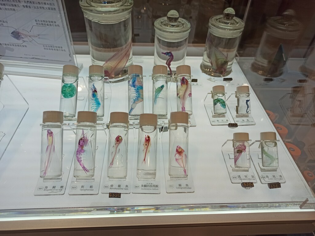 透明染色生物標本