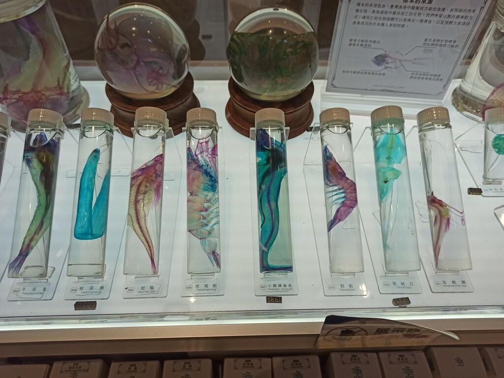 透明染色生物標本