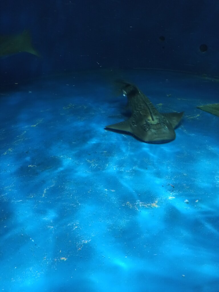 魟魚