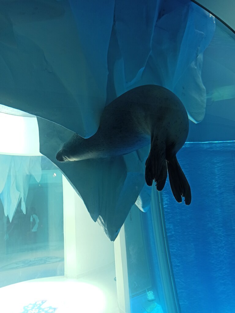 從隧道下方仰拍的海獅